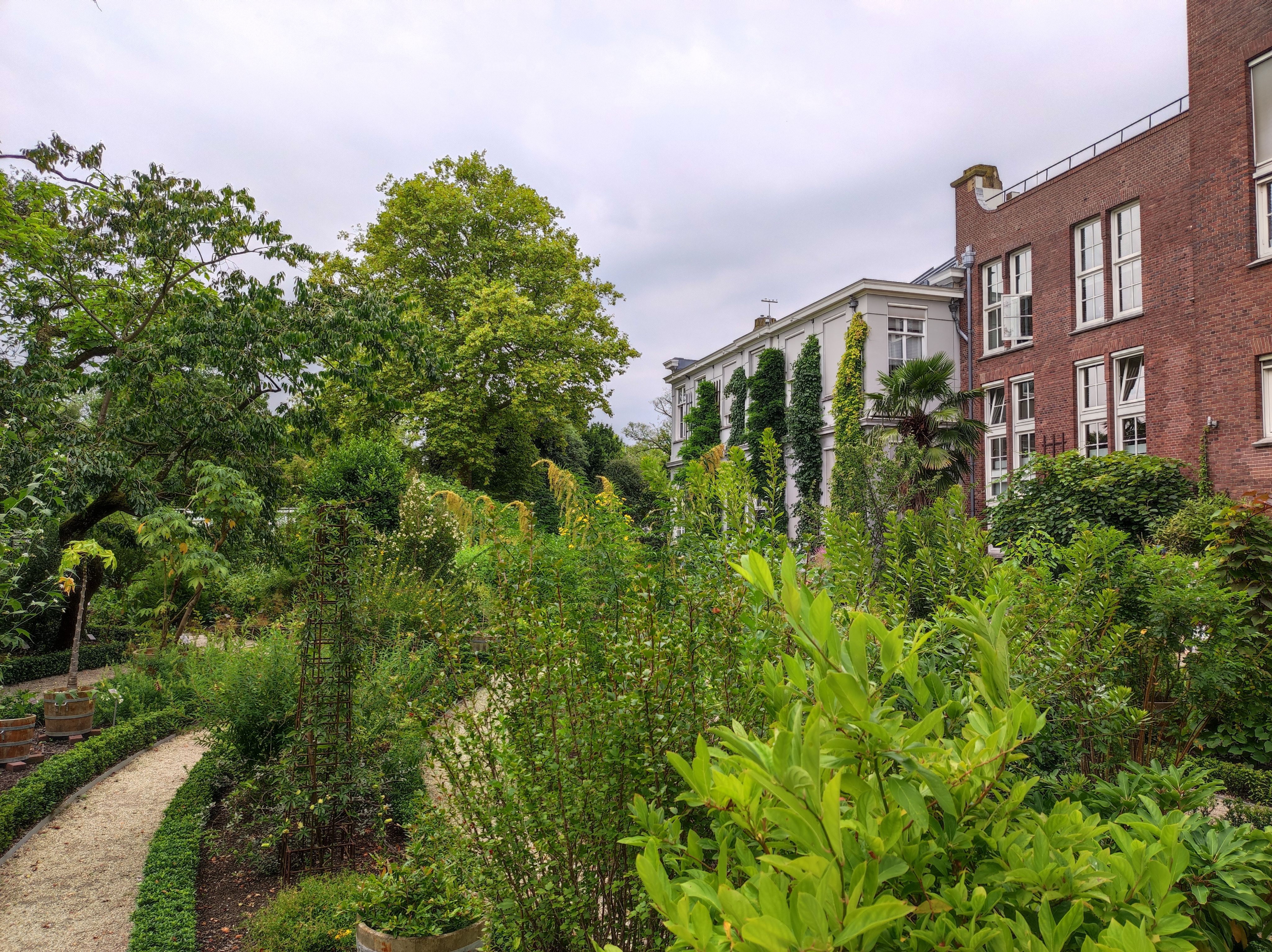 Photo taken in the botanical garden of Amsterdam. The foreground is filled with many different kinds of green plants. A narrow, neat dirt path traces between them and more plants and trees on the left. Further away to the right, there is a red brick house and white house with more green plants growing on its façade. Both are rectangular and 2-3 stories tall.